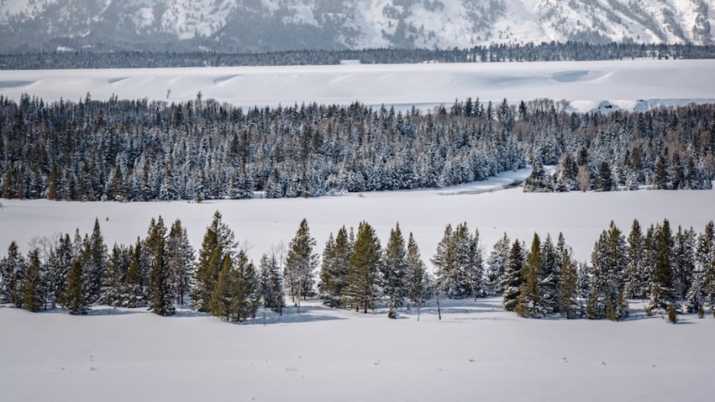 Hur gamla är gamla tillväxtträd Yellowstone National Park